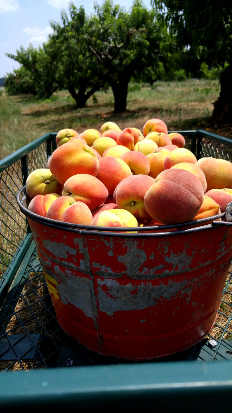 Picking Peaches in at Gregg Farms UPick PeachesFLAVORFUL JOURNEYS